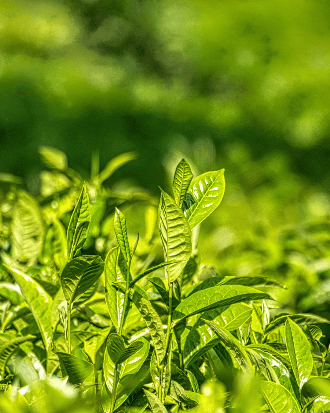 Extrait de Thé Vert