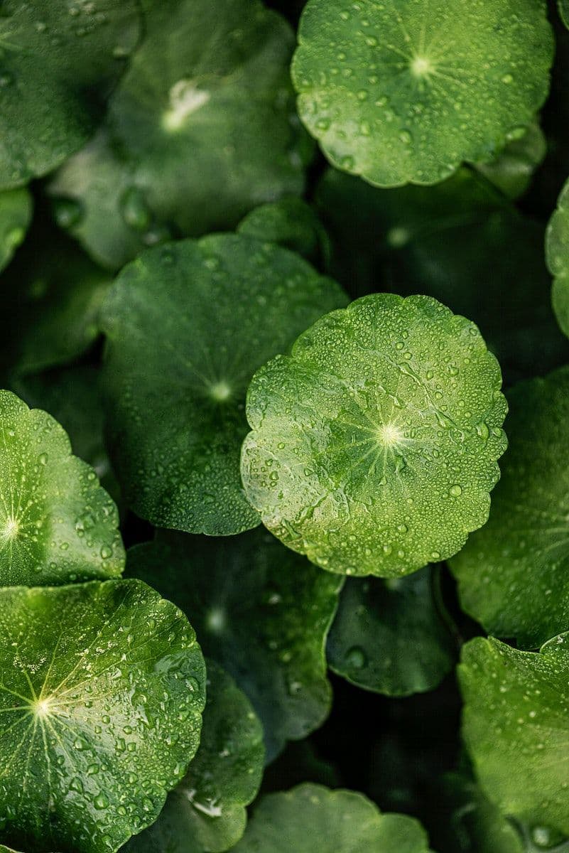 Centella Asiatica