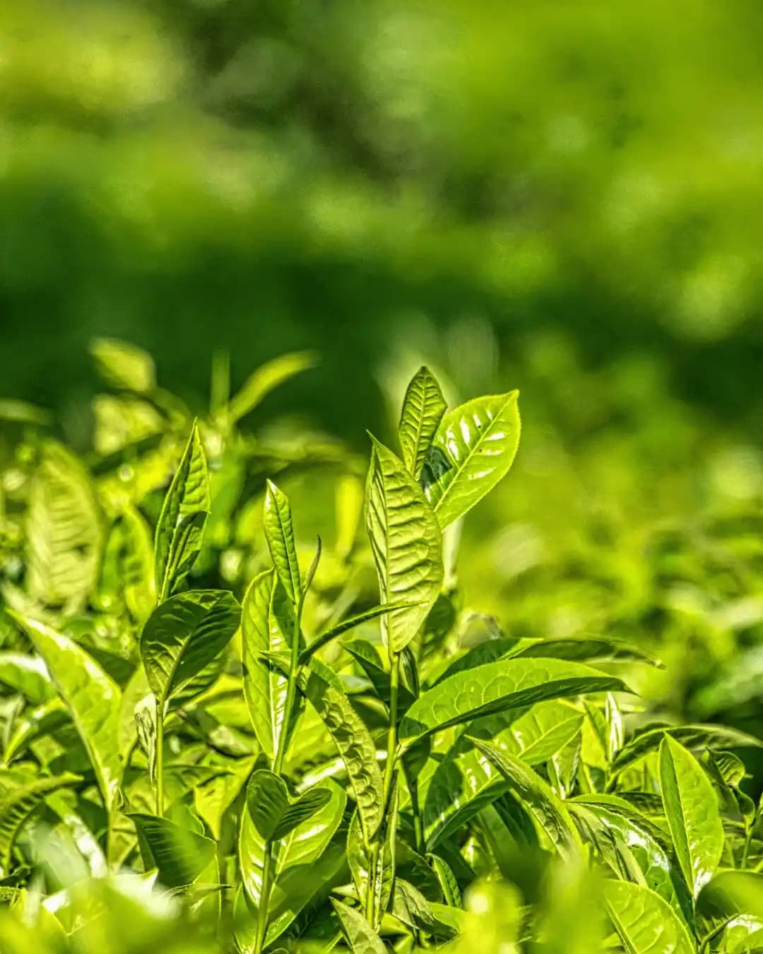 Extrait de Thé Vert